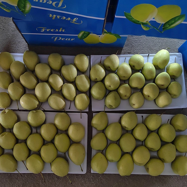 Натуральна салодкія грушы Шаньдун