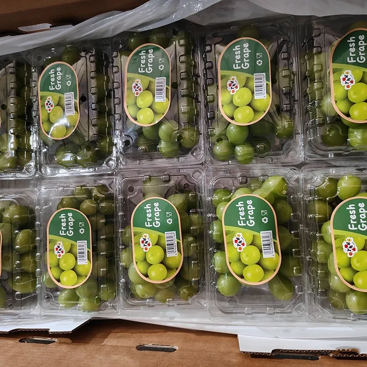 Адборны вінаград Fresh Shine Muscat